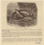 Image ID 807546