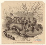 Image ID 807550