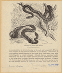 Image ID 807554