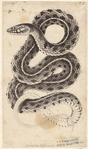 Image ID 807556