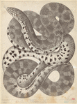 Image ID 807564
