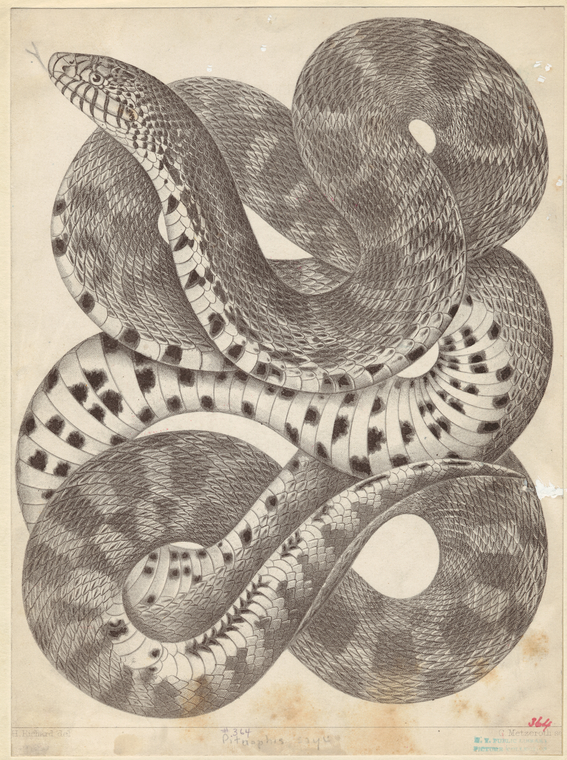 Image ID 807564

