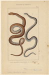 Image ID 807567