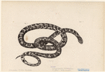 Image ID 807568