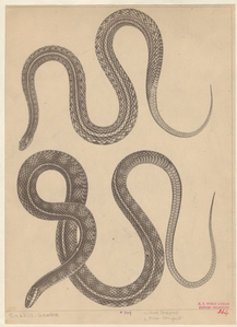 Image ID 807573