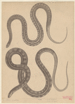 Image ID 807573