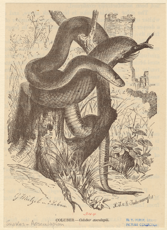 Image ID 807577
