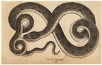 Image ID 807581