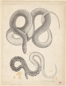 Image ID 807589