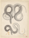 Image ID 807589