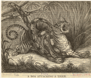 Image ID 807592