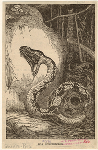 Image ID 807597