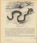 Image ID 807609