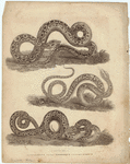 Image ID 807612