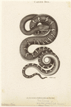 Image ID 807613