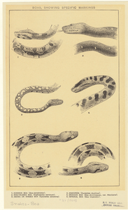 Image ID 807619
