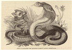 Image ID 807627