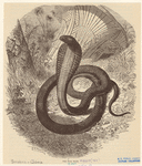 Image ID 807628