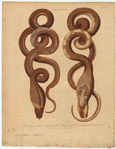 Image ID 807631