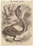 Image ID 807632