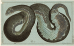 Image ID 807639