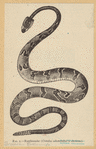 Image ID 807645