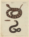 Image ID 807651