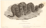 Image ID 807672