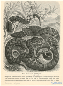 Image ID 807674