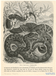 Image ID 807674