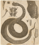 Image ID 807676