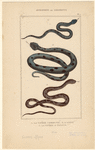 Image ID 807677