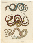 Image ID 807681