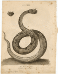 Image ID 807682