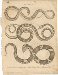 Image ID 807683