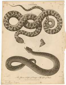 Image ID 807684