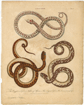 Image ID 807694
