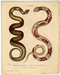 Image ID 807695