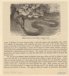 Image ID 807698