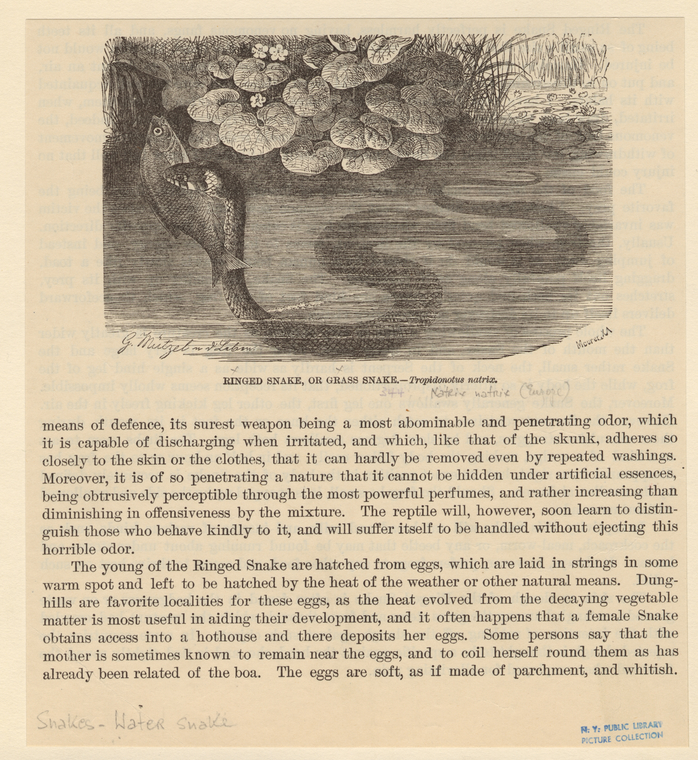 Image ID 807698
