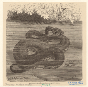 Image ID 807699