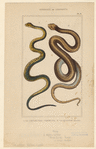 Image ID 807703