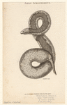 Image ID 807706
