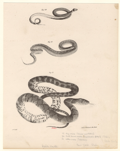 Image ID 807709