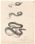 Image ID 807709
