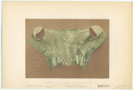 Image ID 812181
