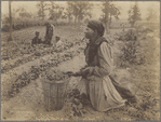Image ID 812887