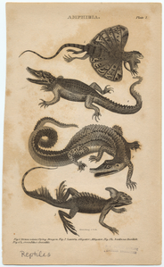 Image ID 815134