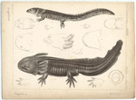 Image ID 815137