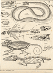 Image ID 815139